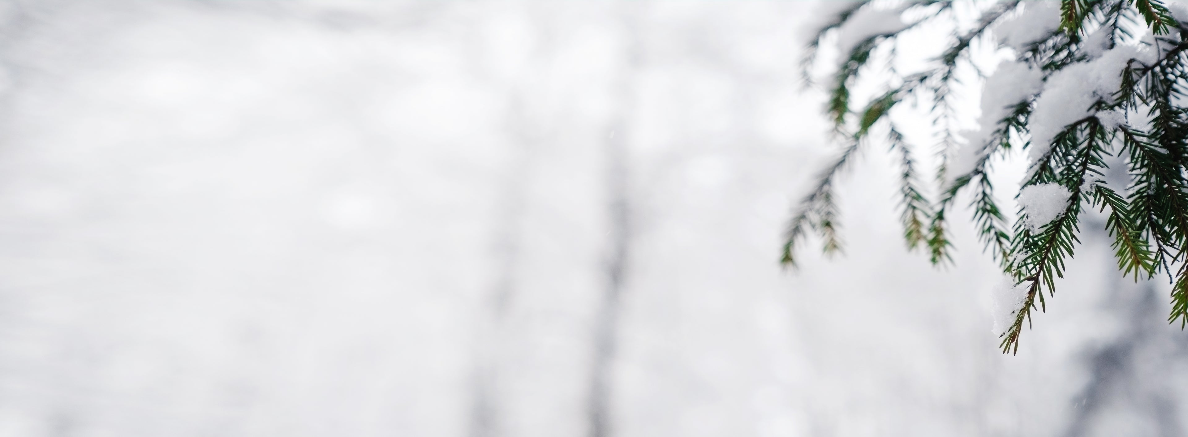 collection-banner-image